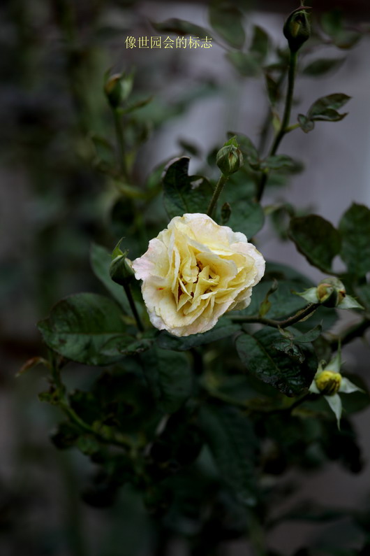 20110919久雨终停3102_调整大小.JPG