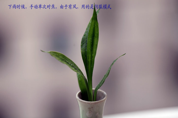 nEO_IMG_201109273498.jpg