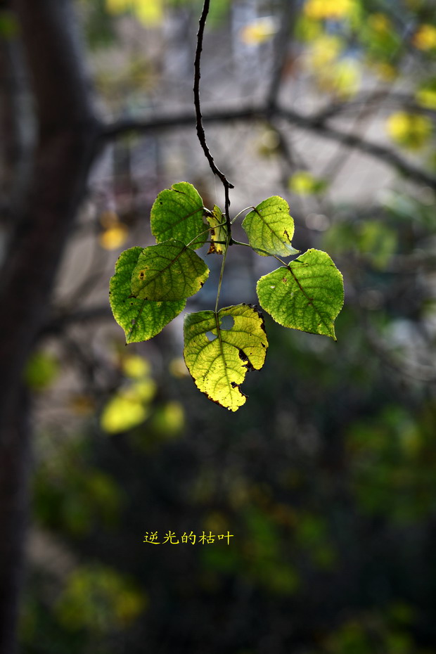 1028 秋天的几张5017_调整大小.JPG