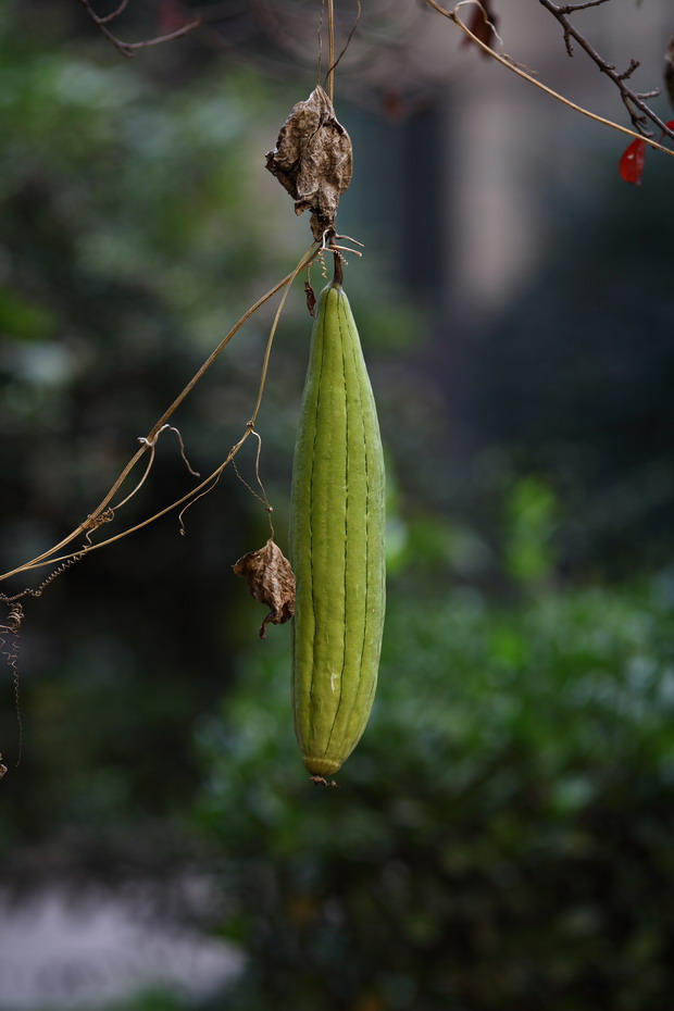 1028 秋天的几张5021_调整大小.JPG