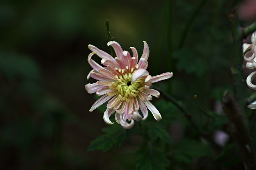 1028 秋天的几张5023_调整大小.JPG