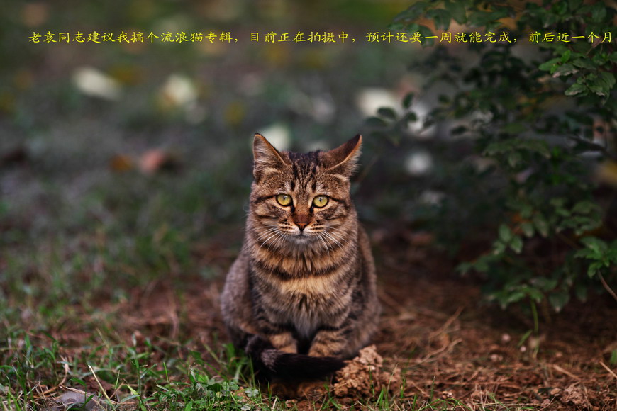 1028 街拍零食女生。猫咪和小狗5044_调整大小.JPG