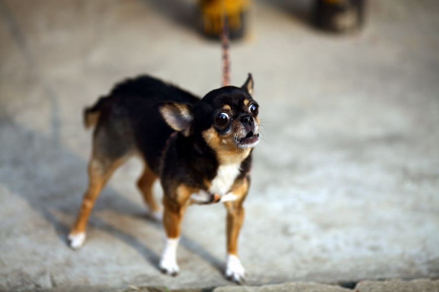 1029CBE的5D2 135L，50mm1.45150_调整大小.JPG
