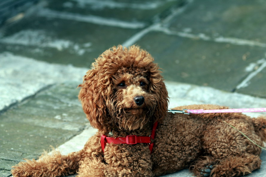 IMG_5921_调整大小.JPG