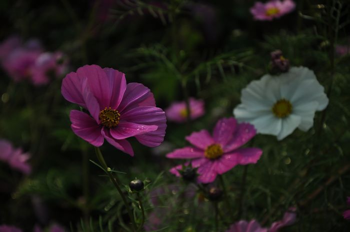 DSC_016840.jpg