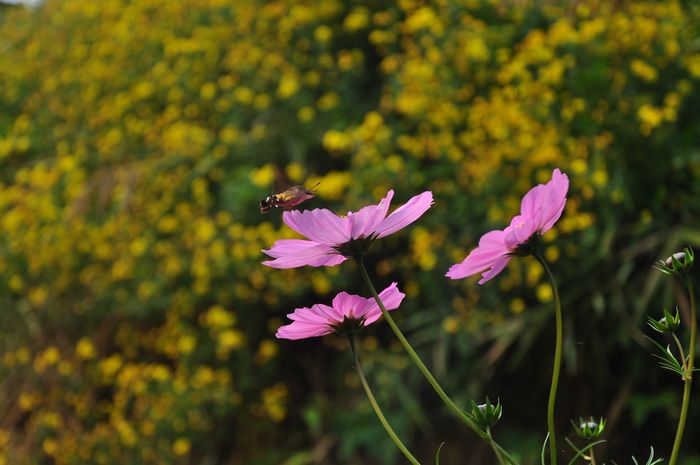 DSC_018740.jpg