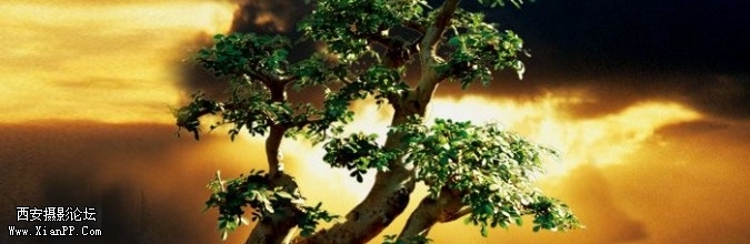 penjing2-675x220.jpg penjing2-675x220.jpg