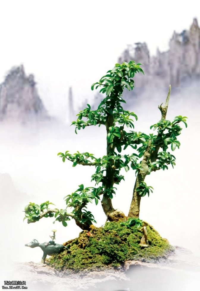 penjing1-673x978.jpg penjing1-673x978.jpg