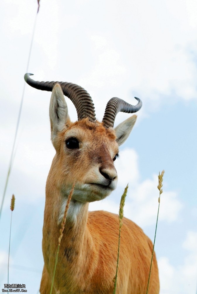 lingyang3-673x1005.jpg lingyang3-673x1005.jpg