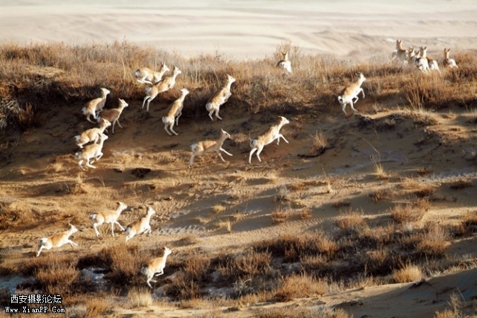 lingyang5-673x449.jpg lingyang5-673x449.jpg