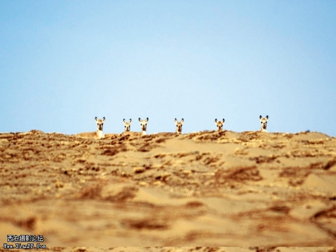 lingyang6-673x504.jpg lingyang6-673x504.jpg