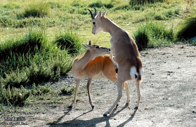 lingyang8-673x439.jpg lingyang8-673x439.jpg