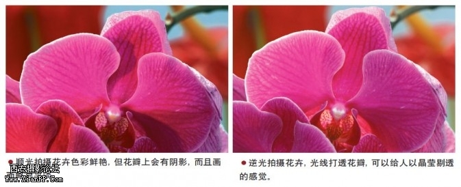 flowers23-673x274.jpg flowers23-673x274.jpg