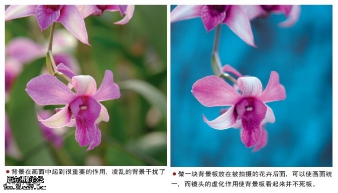 flowers211-673x384.jpg flowers211-673x384.jpg