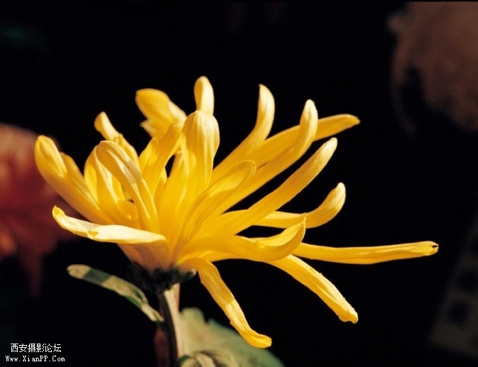 flowers101-673x517.jpg flowers101-673x517.jpg