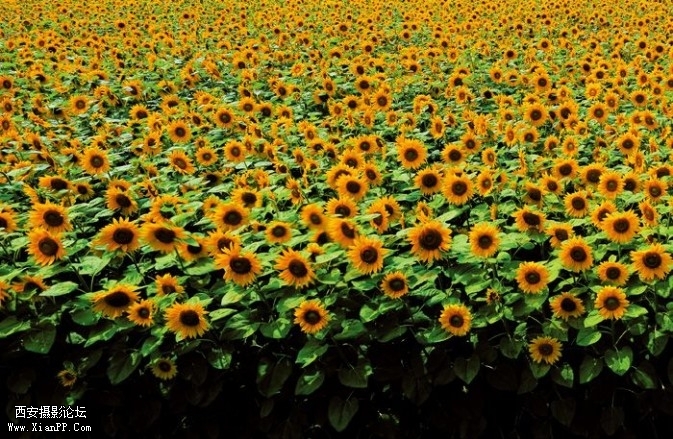 flowers111-673x439.jpg flowers111-673x439.jpg