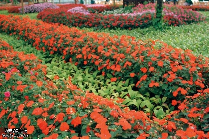 flowers141-673x448.jpg flowers141-673x448.jpg