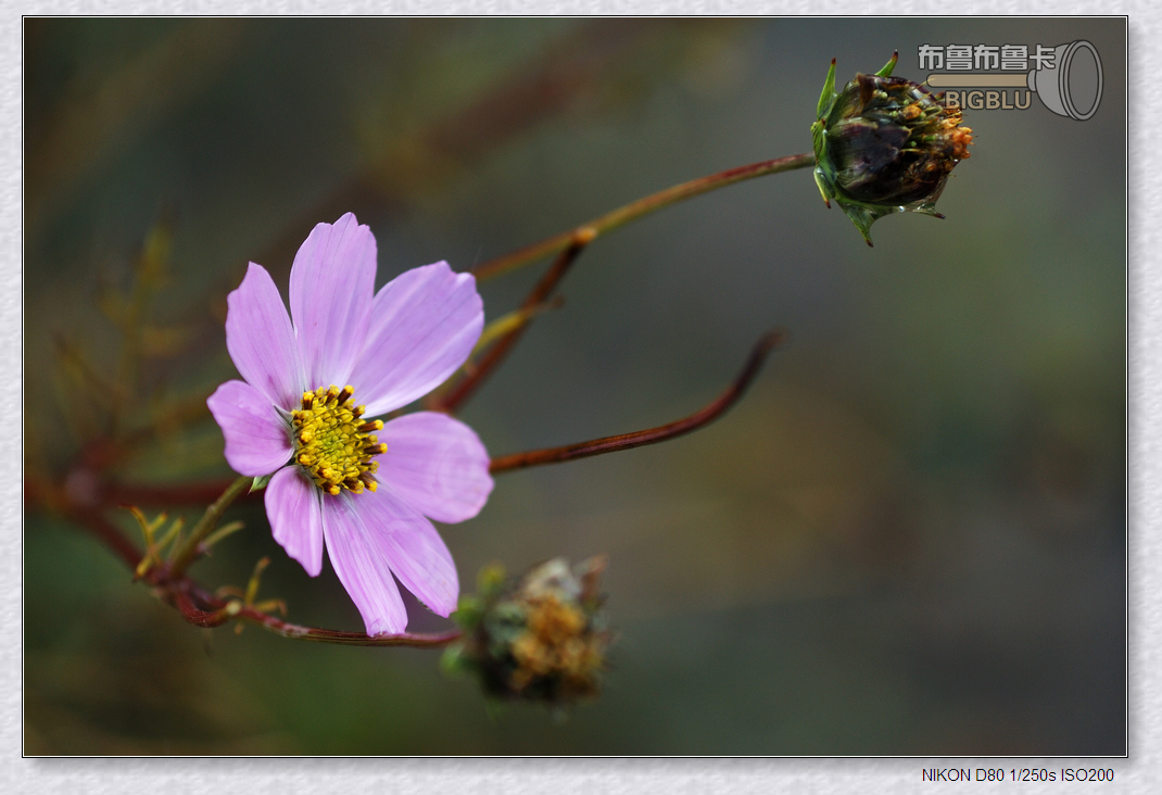 最后一朵野菊花