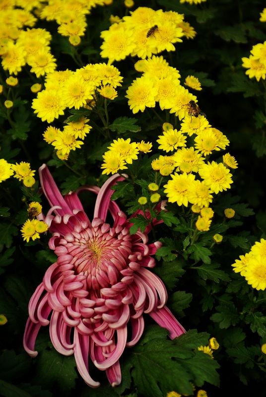 兴庆公园 菊花展