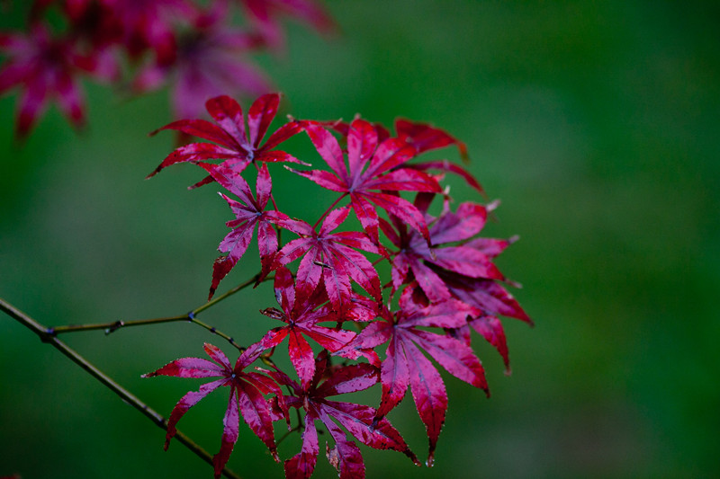 _MG_5305_副本.jpg