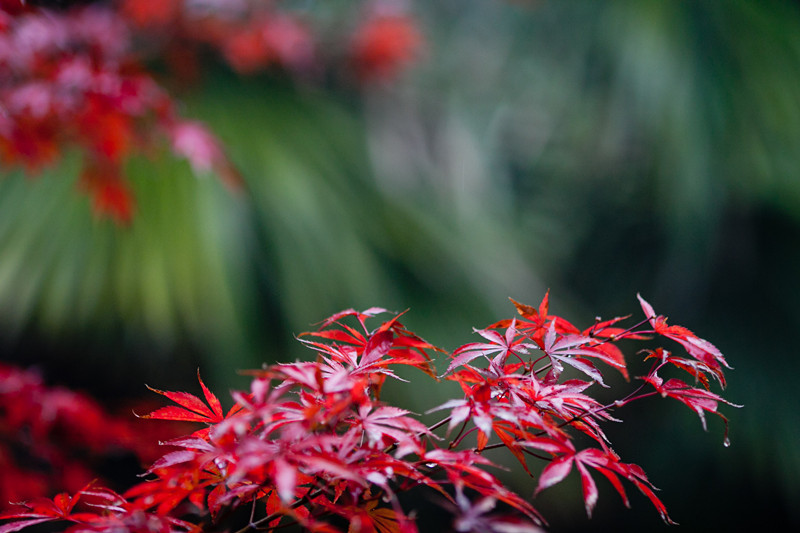 _MG_5311_副本.jpg