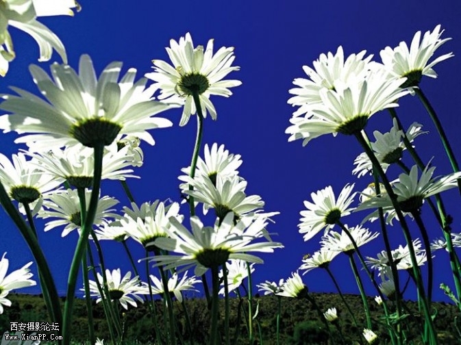 plant4-673x504.jpg plant4-673x504.jpg