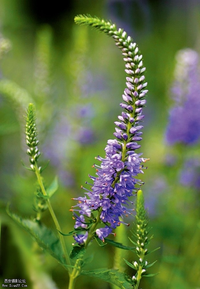 plant8-673x972.jpg plant8-673x972.jpg