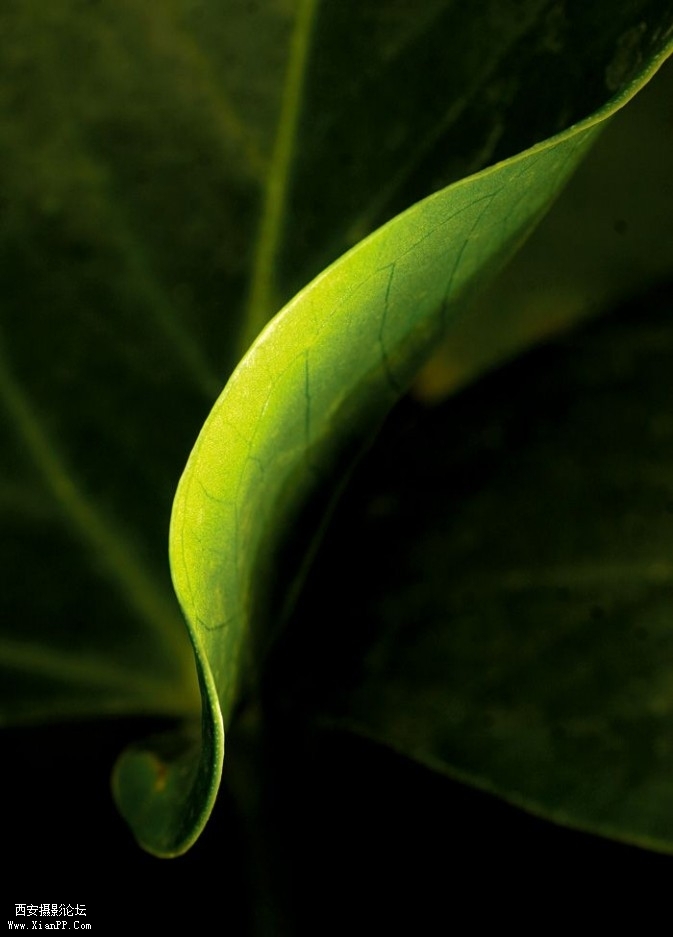 plant9-673x937.jpg plant9-673x937.jpg