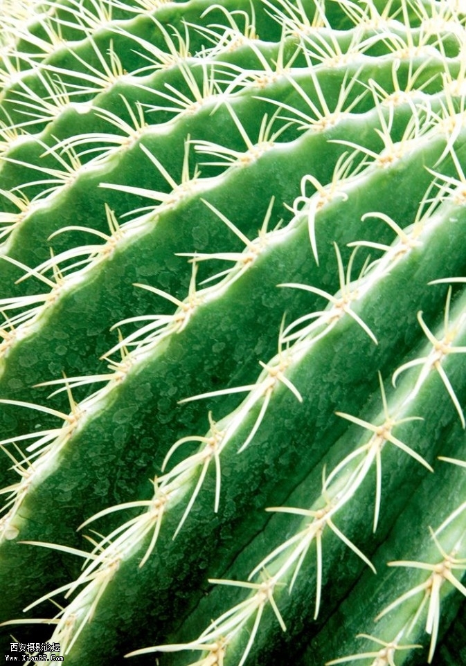 plant19-673x962.jpg plant19-673x962.jpg