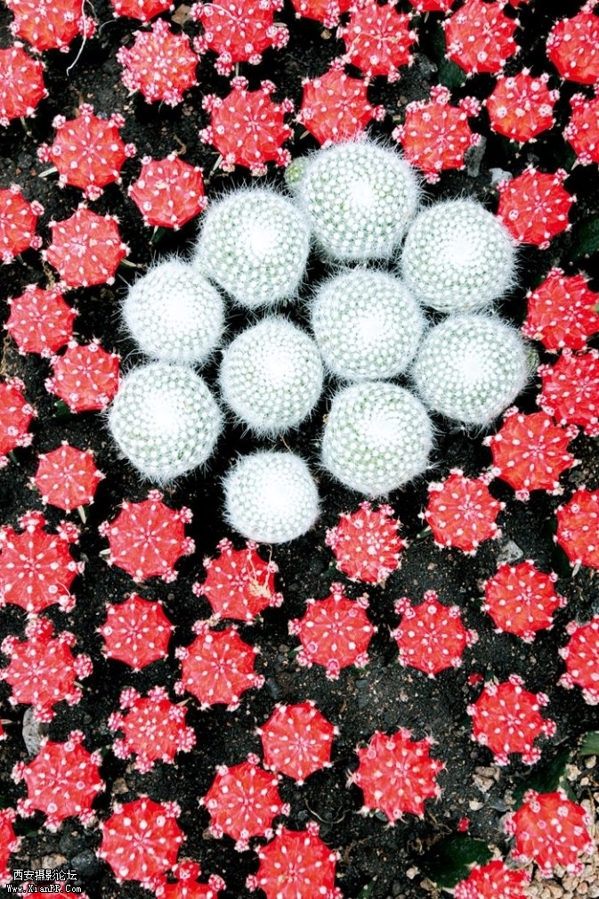 plant26-673x1009.jpg plant26-673x1009.jpg