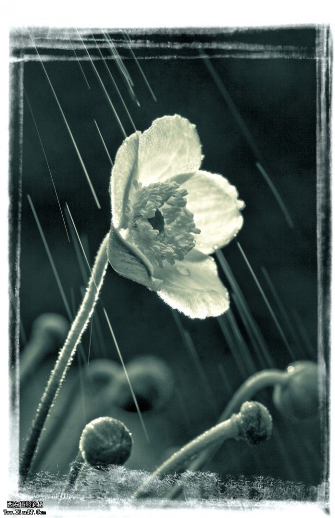 plant29-673x1041.jpg plant29-673x1041.jpg