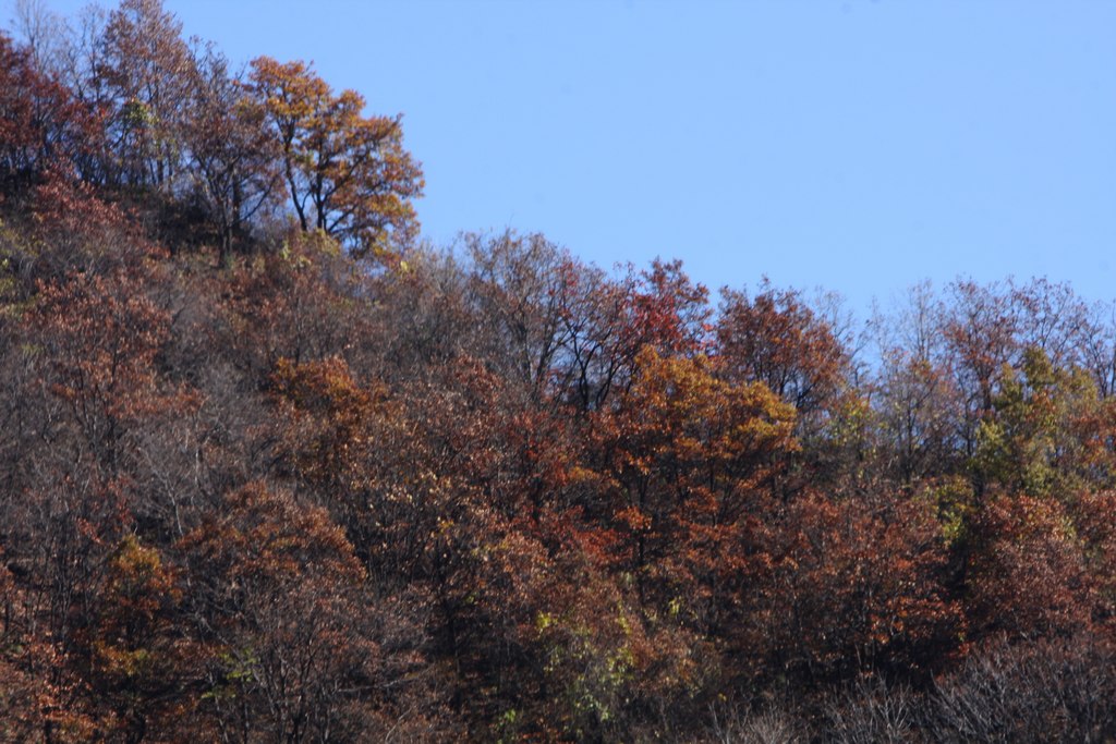 待到满山红叶时