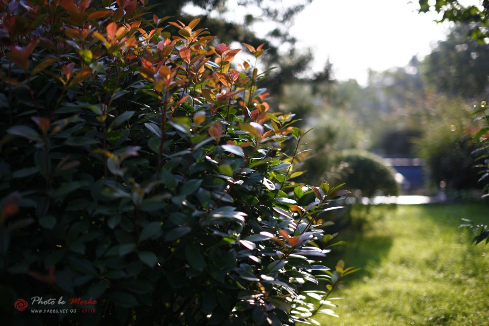 _MG_4131a.jpg