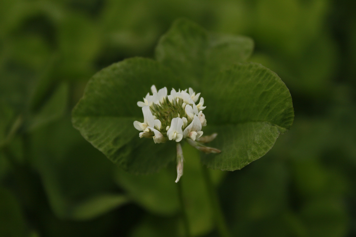 _MG_6447.jpg