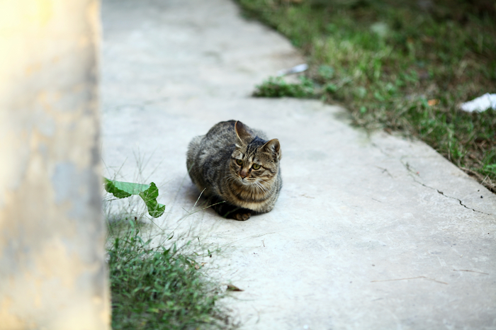 nEO_IMG_1028 街拍零食女生。猫咪和小狗5039.jpg