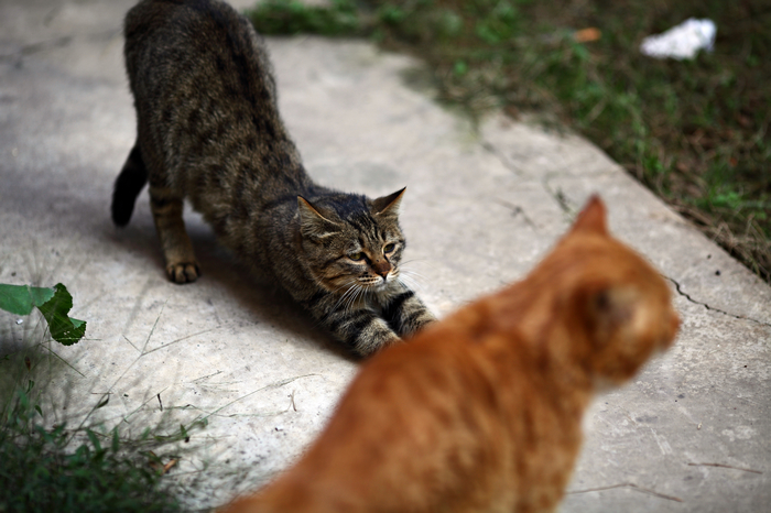 nEO_IMG_1028 街拍零食女生。猫咪和小狗5041.jpg