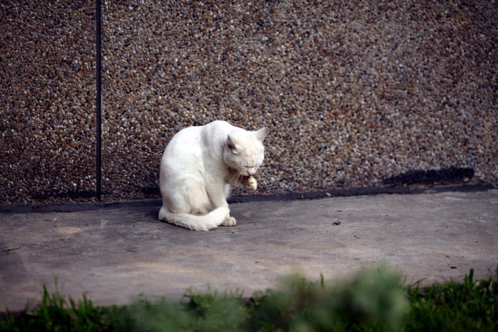 nEO_IMG_1029CBE的5D2 135L，50mm1.45144.jpg