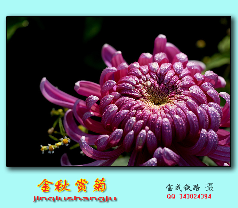 菊花.jpg