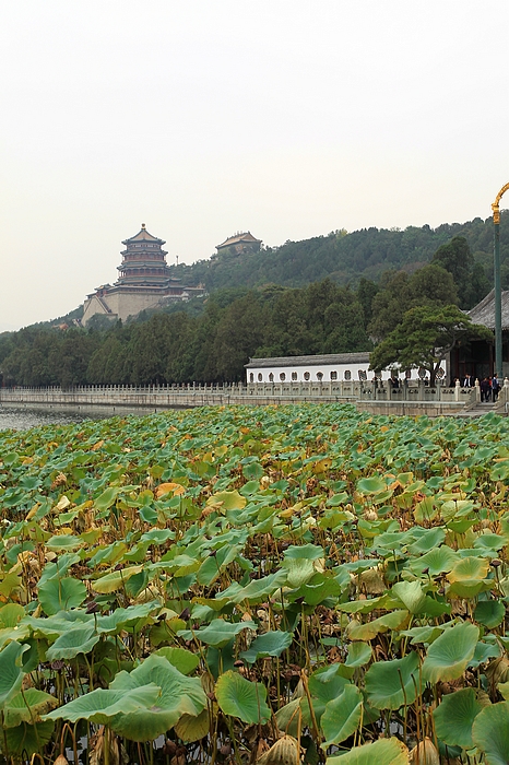 秋到颐和.jpg