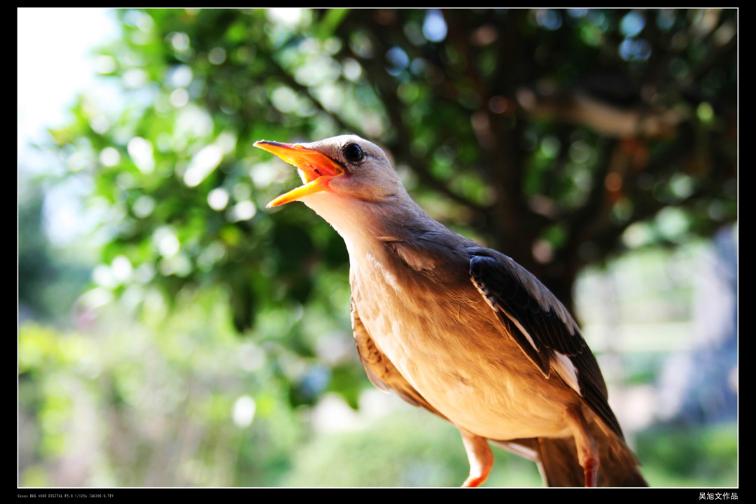 2011.11.25小品 (17).jpg