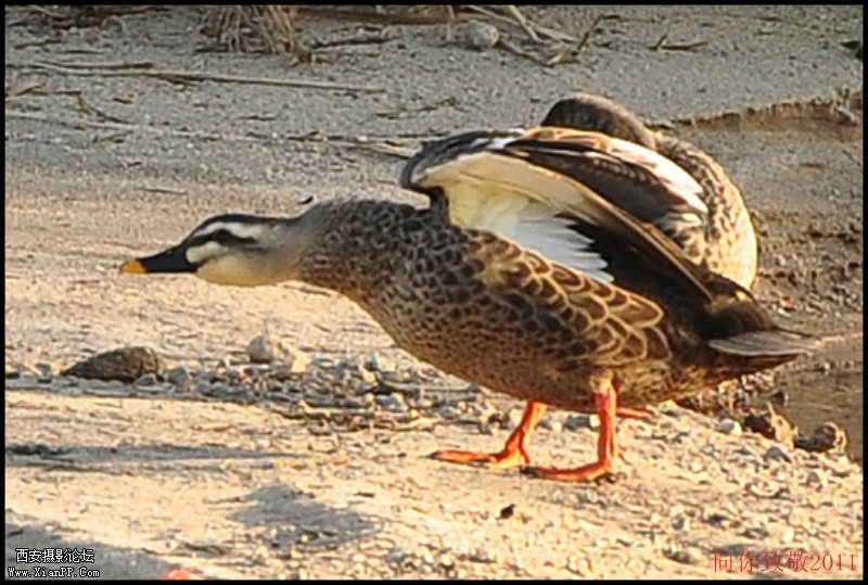conew_dsc_0041_副本.jpg