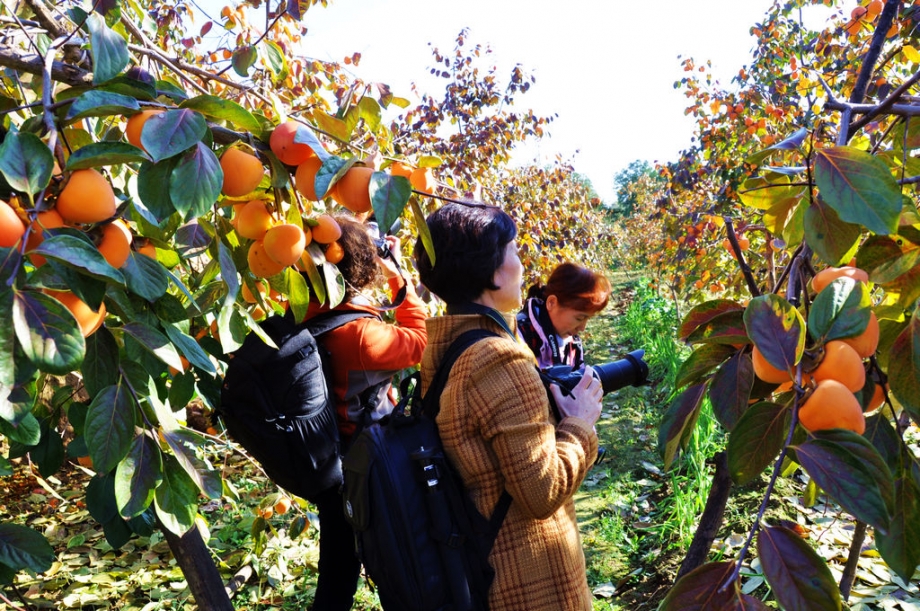 2011富平拍柿子 014.jpg