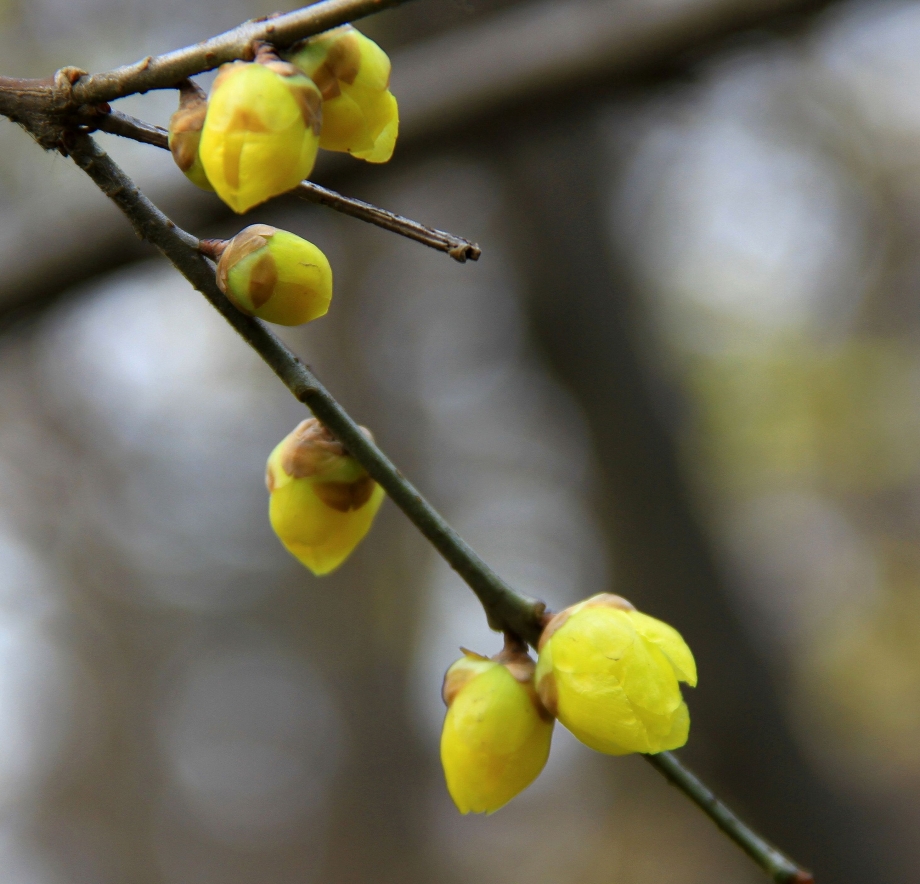 兴庆公园的湖光和梅花 025.JPG