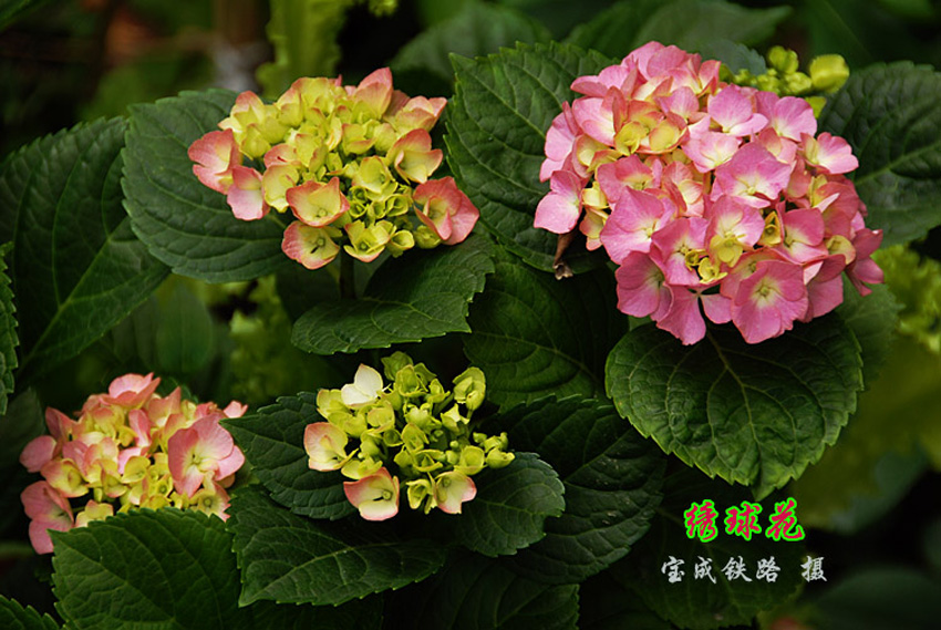 绣球花14.jpg