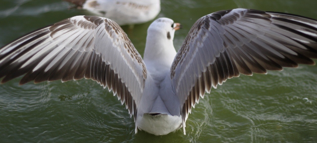 IMG_0207 (640x289).jpg