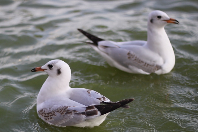 IMG_0208 (640x426).jpg