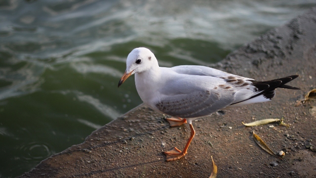 IMG_0264 (640x360).jpg