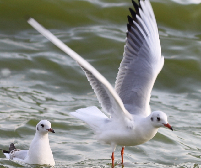 IMG_0303 (640x536).jpg