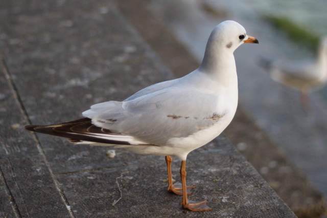 IMG_0425 (640x426).jpg