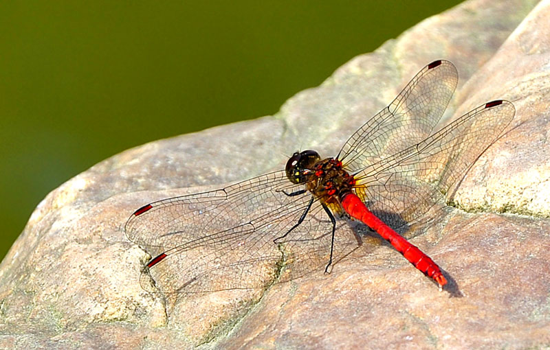 _DSC0017 复制.jpg-1.jpg